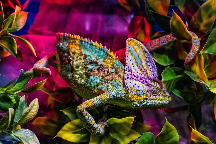 Adaptive leadership or how to assist organizations and individuals in dealing with consequential changes in uncertain times.