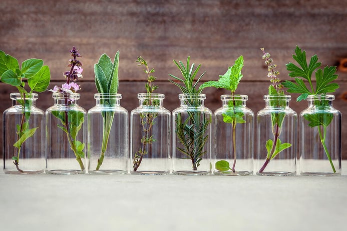 Cooking with herbs: 12 essential culinary herbs