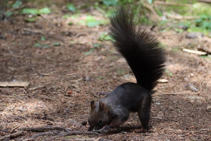 Squirrel forrest in Lenzerheide, Kanton Graubünden