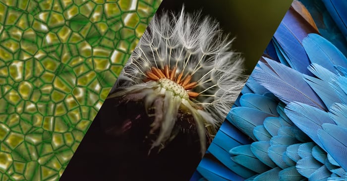 what is biomimicry
