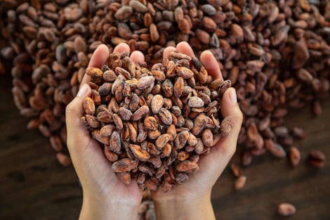 Seeds of Change: Inside Sustainable Cocoa Production