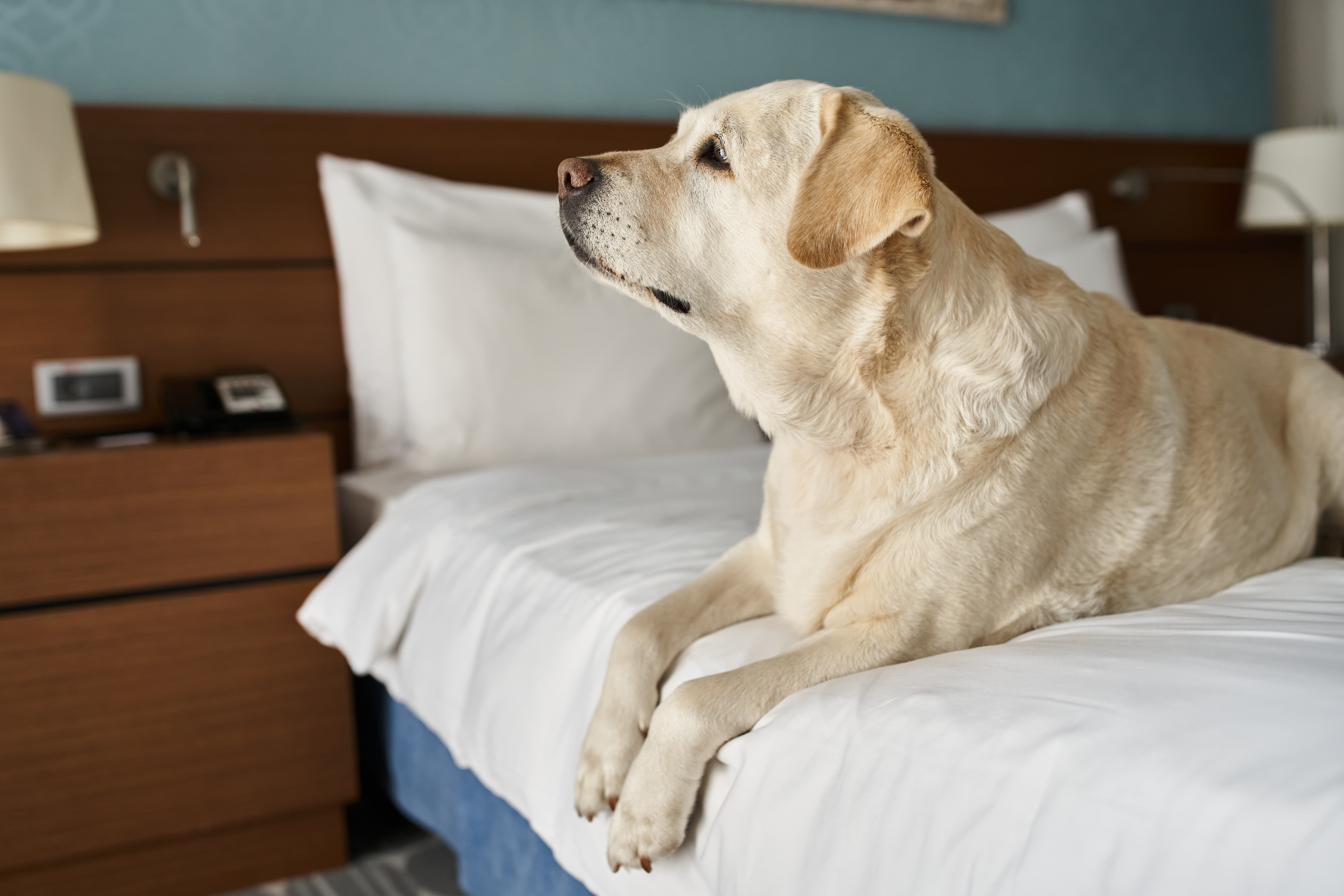 Labrador on hotel bed