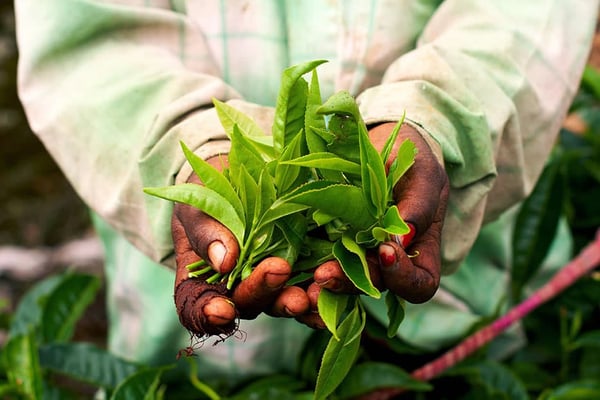 tea leaves