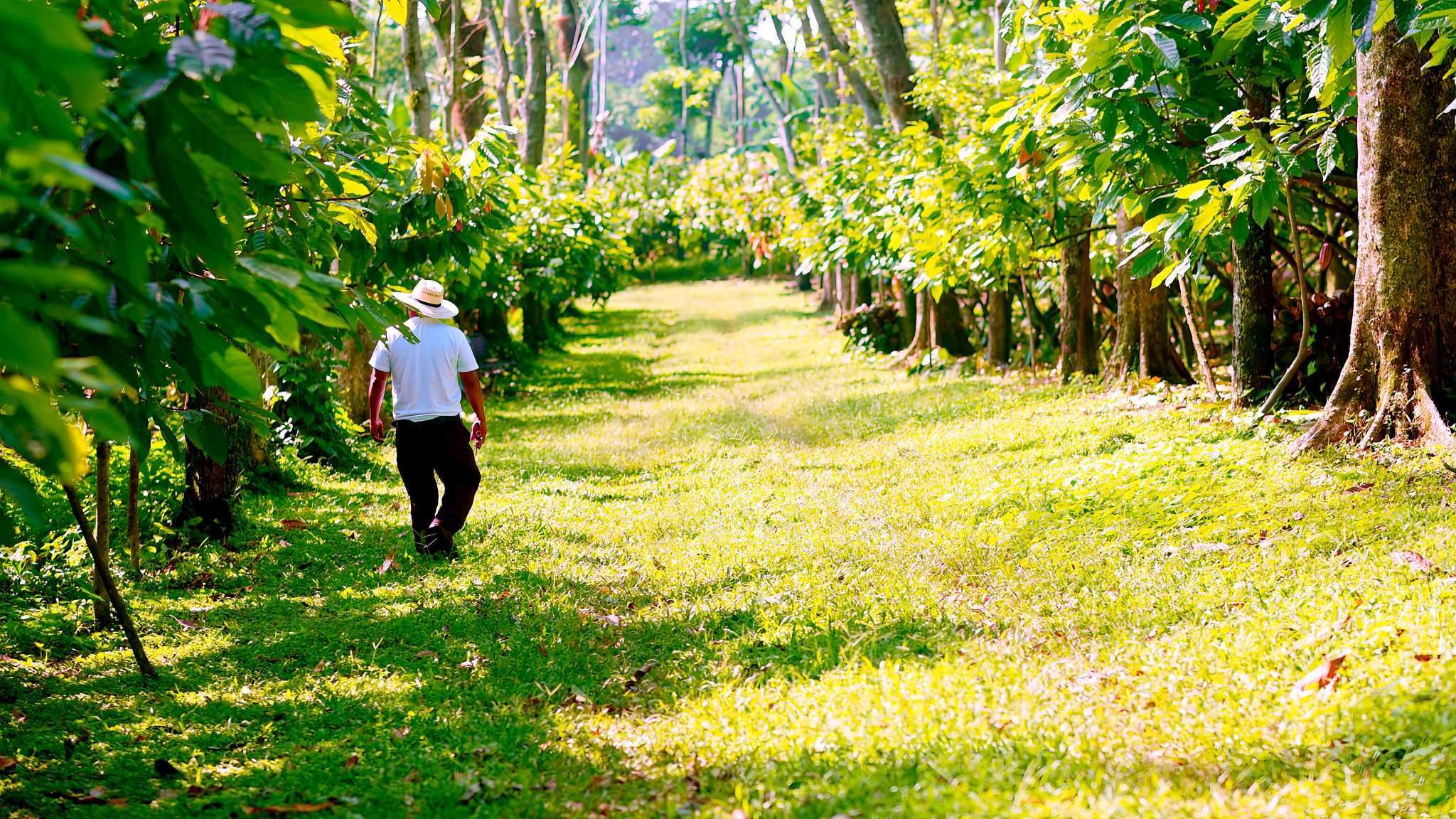 Man-walks-next-to-trees-on-agroforestry-cocoa-farm