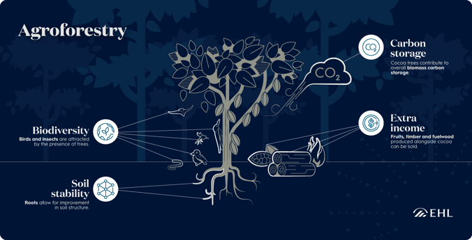 EHL-Sustainable Cocoa Production-Agroforestry