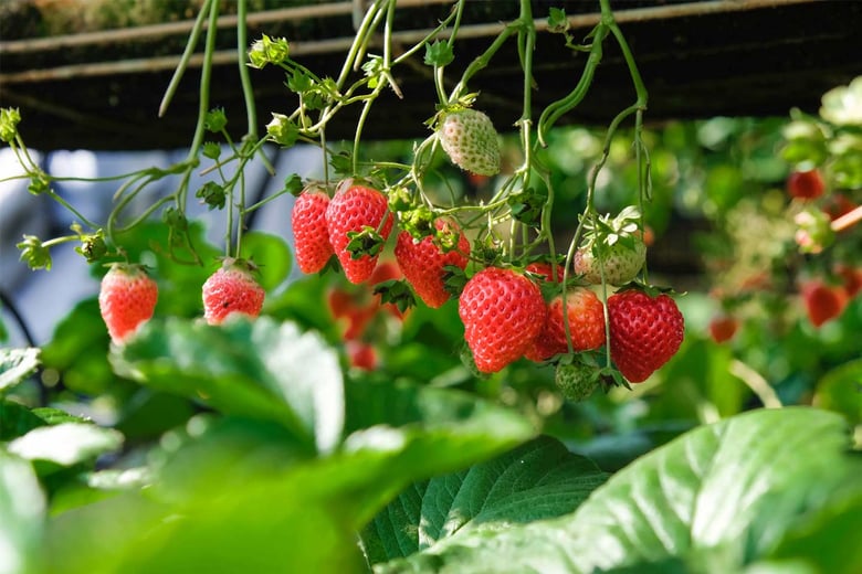 Facts about strawberries, a fruit to bite into!