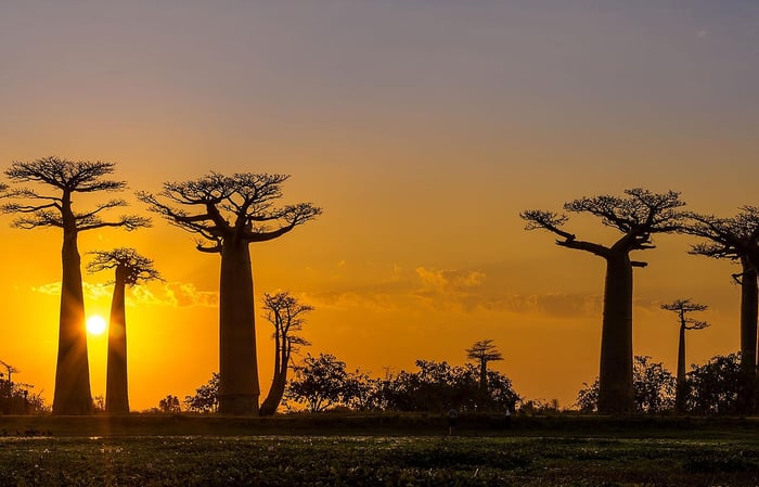 What will the 2018 elections mean for Africa’s economies and the tourism industry?