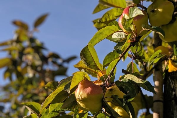 Besuch der Obstplantage auf dem Plantahof durch Hotelmanagement Studierende der Culinary Arts