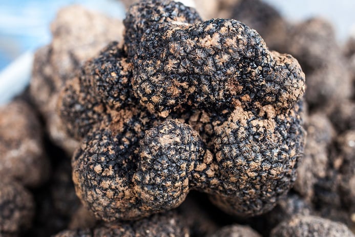 On Truffle Hunting in Perugia Italy