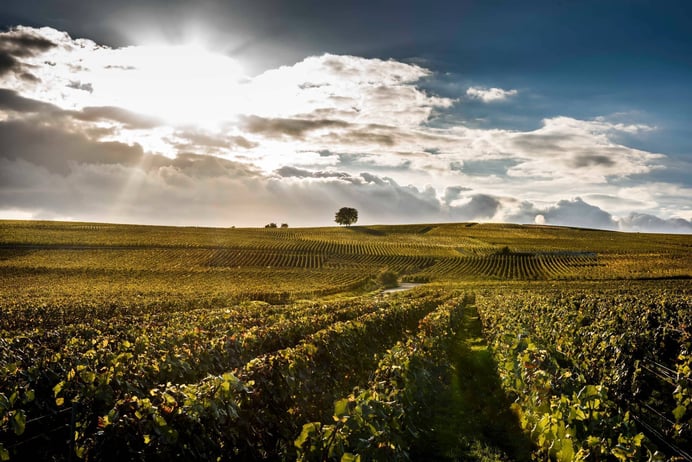 Photography of a vineyard