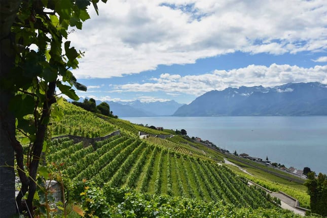 Diversity in grape varieties in the Swiss vineyard – A boon or a bane?