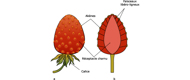 anatomie fraise