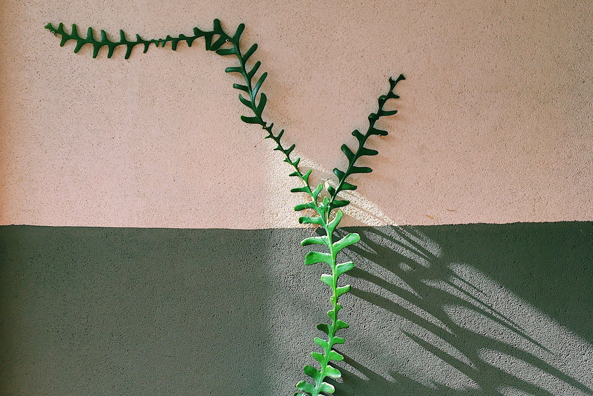 A shrub growing in different directions