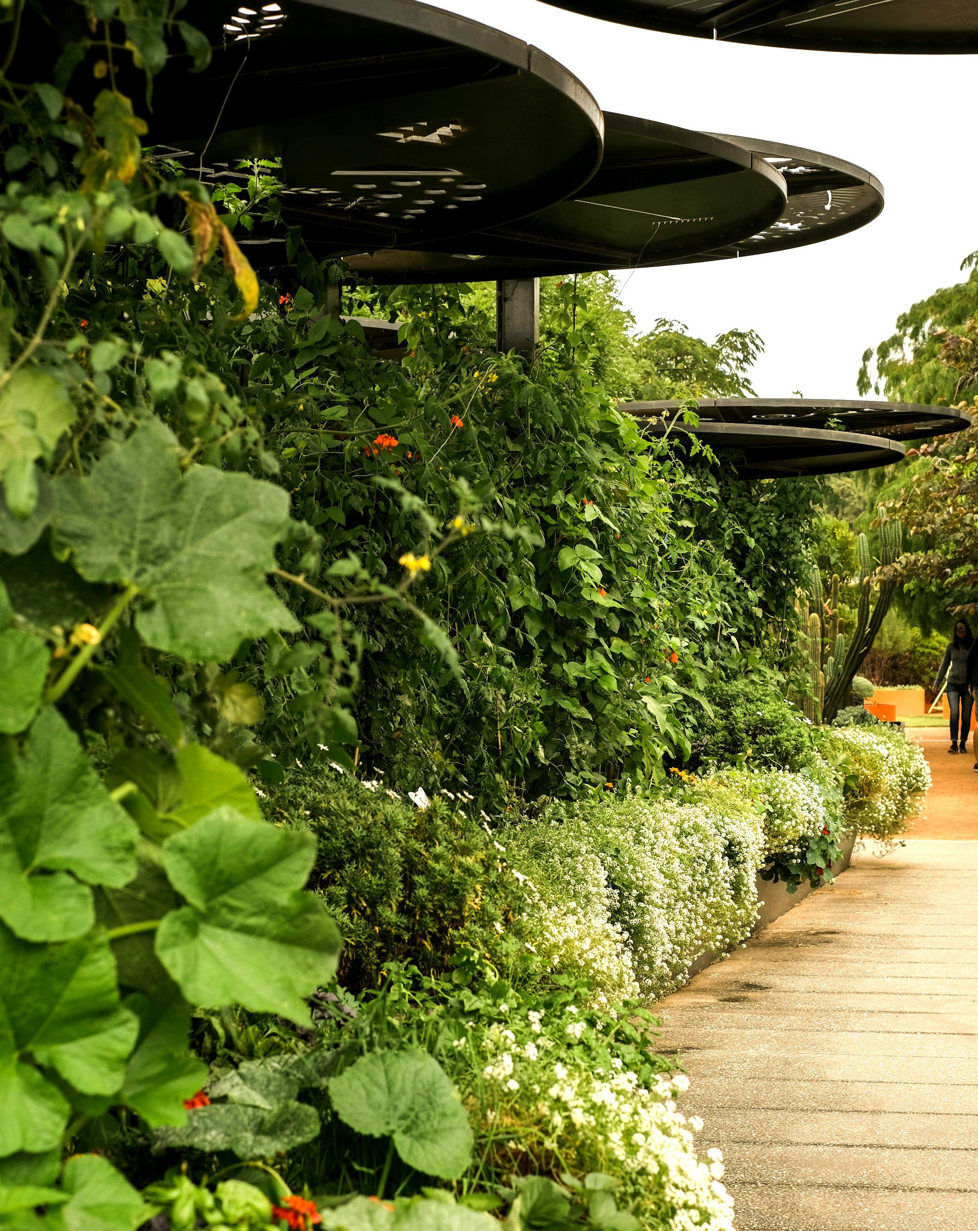 Herb garden