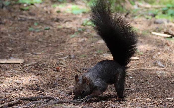 squirrel_lenzerheide-1