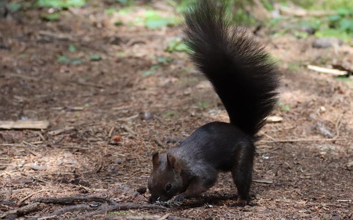 Eichhörnchenwald - Graubünden
