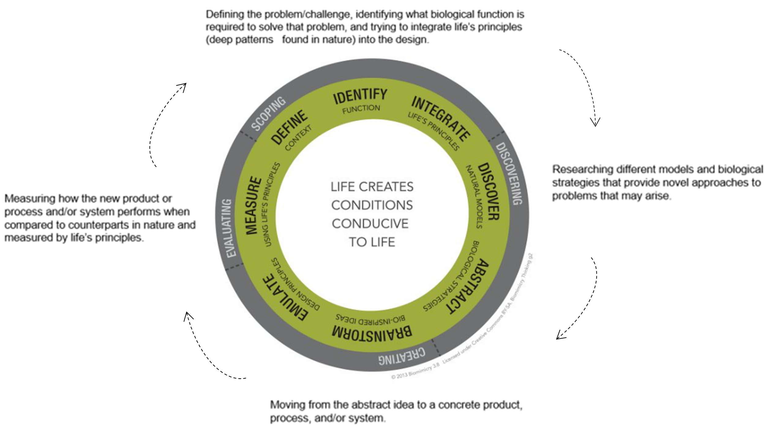 the four main phases of the biomimicry design process
