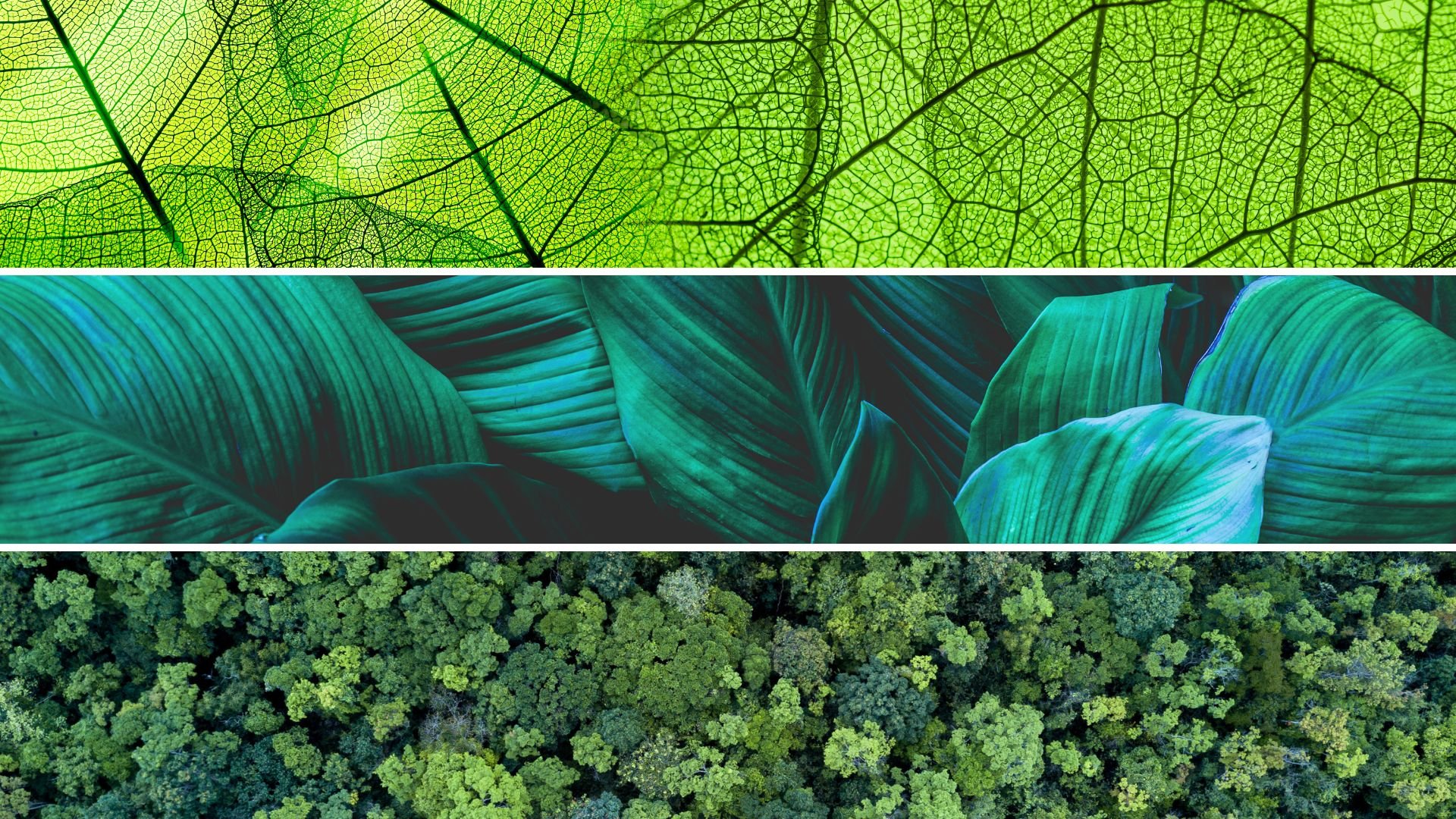 Biomimicry and Innovation