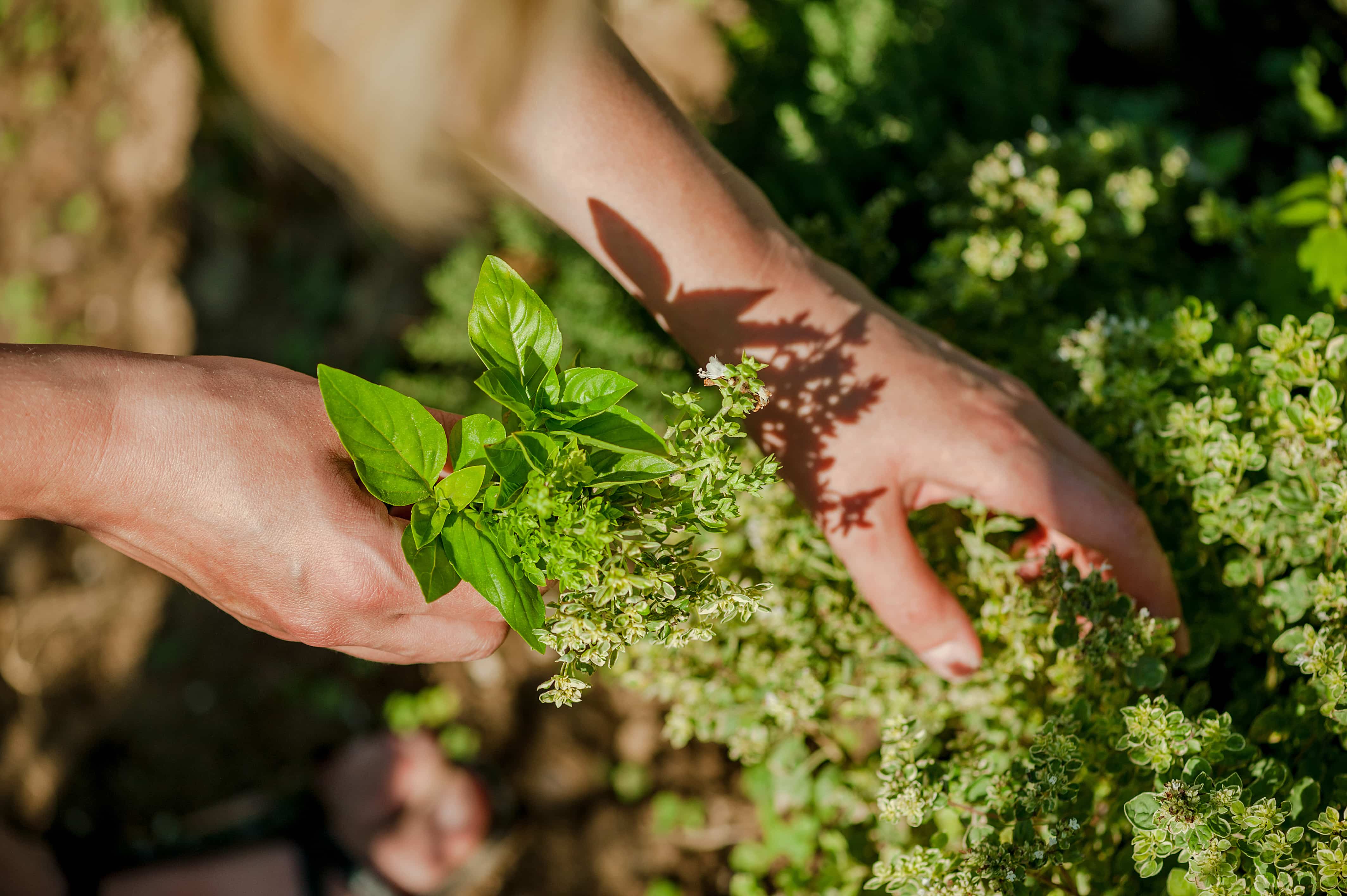 kitchen herbs