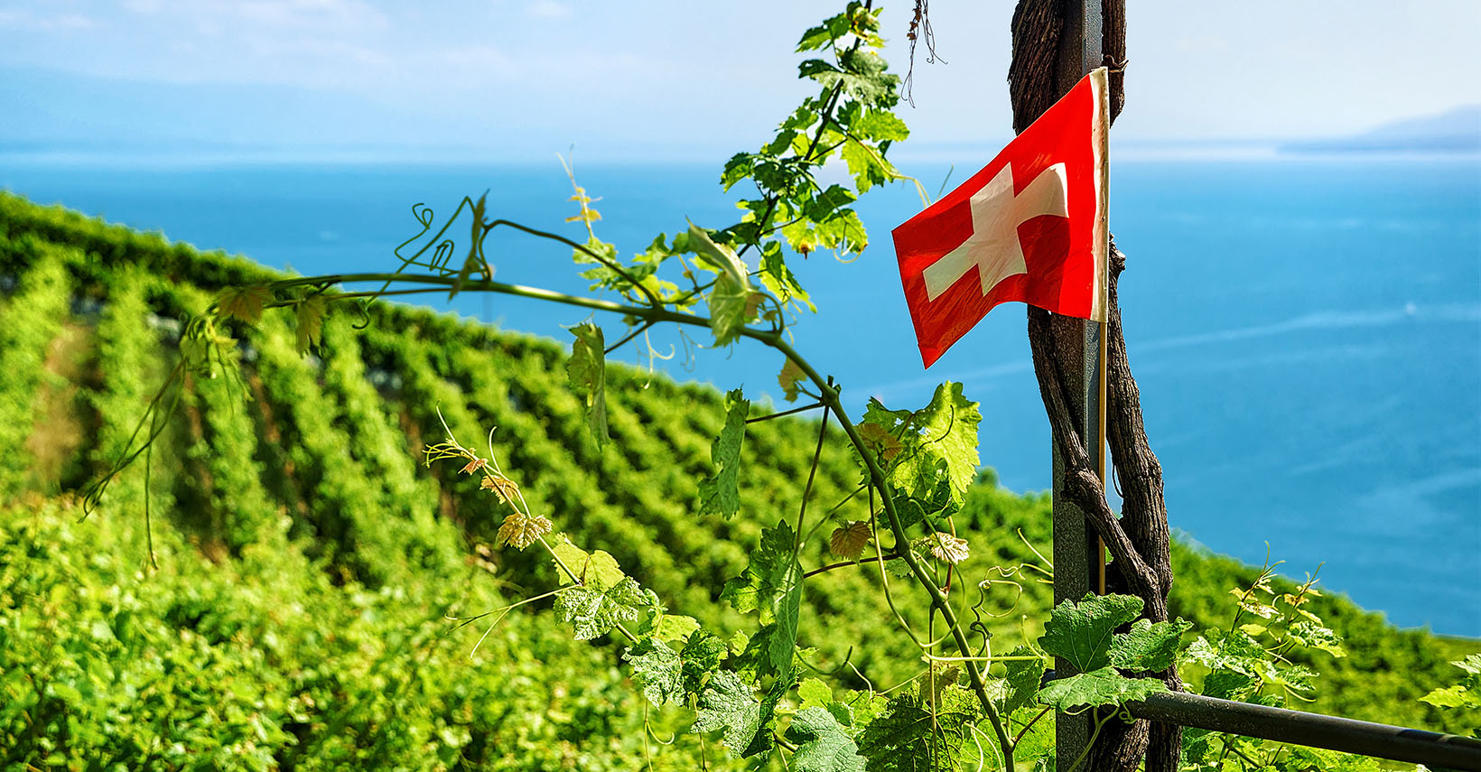 Photography of a vineyard in Switzerland