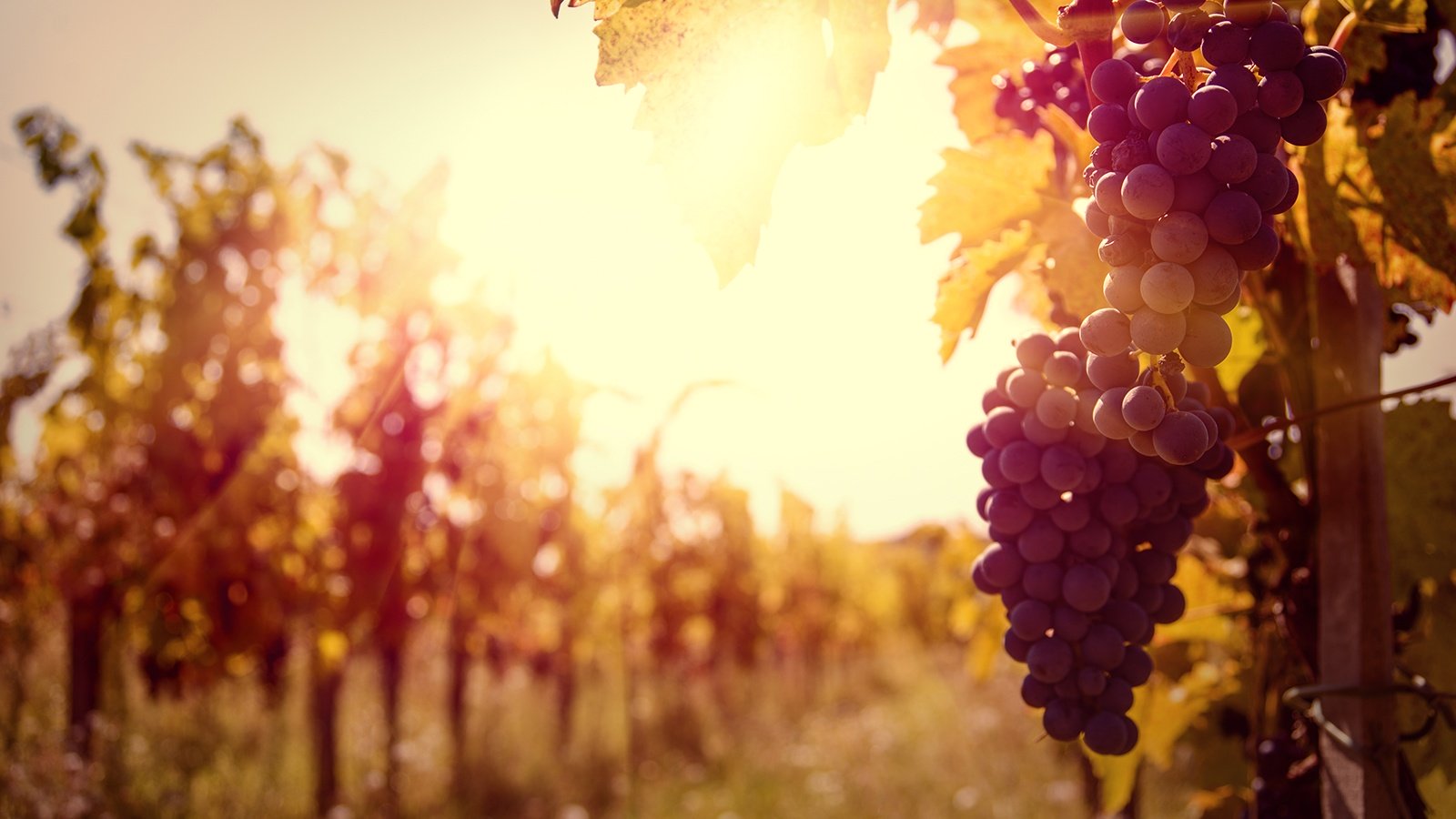 Climate Change & Wine Production: The Importance of Grape Diversification